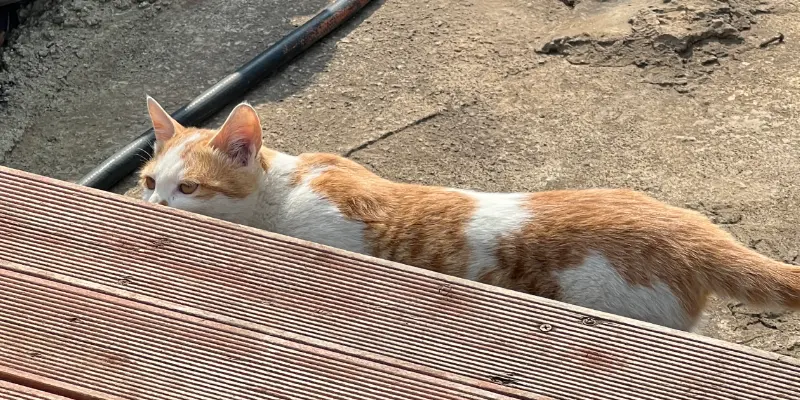 가파도_고양이.webp
