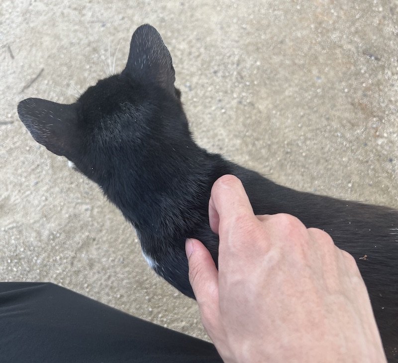 고양이.jpeg