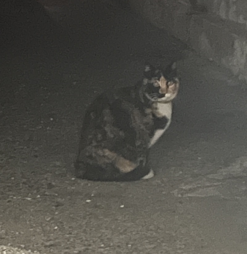 군산_고양이.JPG